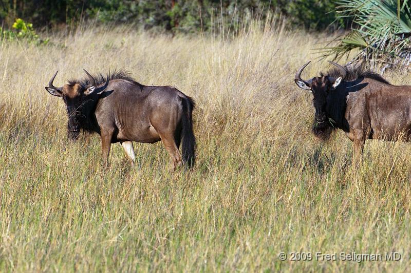 20090615_085602 D300 X1.jpg - Wildebeast in Okavanga Delta, Botswana